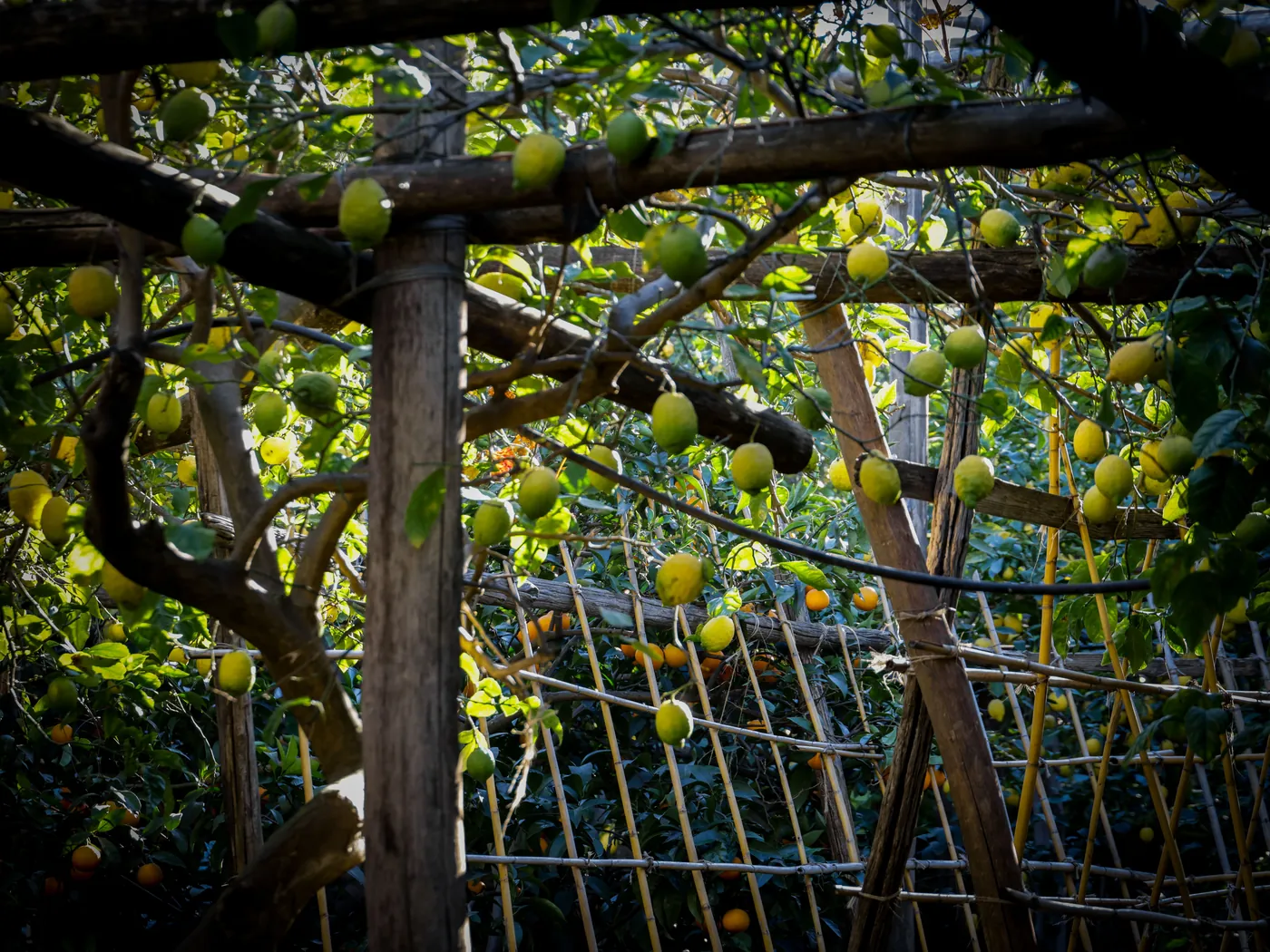Ripe lemons hanging among green leaves on a wooden trellis in a lemon grove